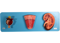 Kidney Model With Nephron And Glomerulus For Medical Training