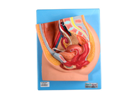 PVC  Female Pelvis Model With Genital Organs For Medical Schools Training