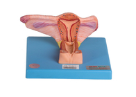 Female Inner Genital Organ Model Shows Coronal Section Of Ovary And Ureter