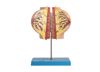 Hospital Training Anatomy Breast Model With 2 Parts In Resting Period