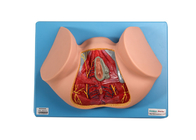 12 Positions Male Perineum Anatomical Model For Medical Training