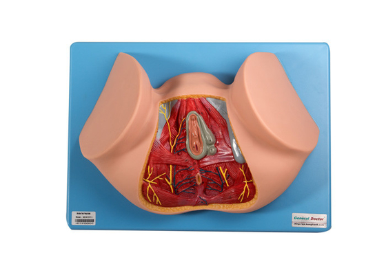 12 Positions Male Perineum Anatomical Model For Medical Training