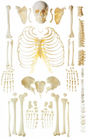 Scattered bone human skeleton anatomy model for bone demonstration