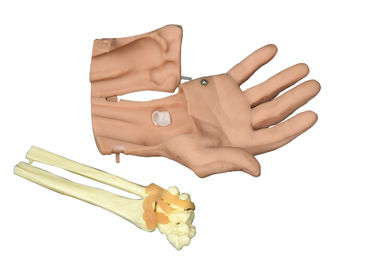 Wrist Arthroscopy operation human head anatomy model for nursing shool student