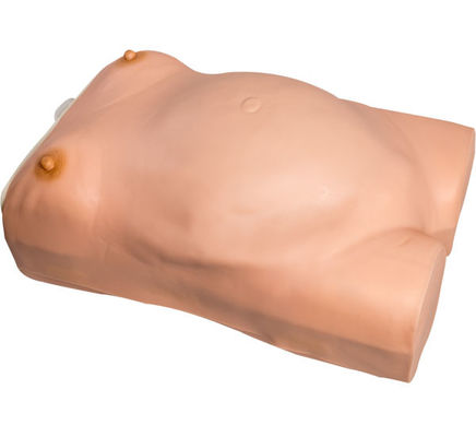 Colleges PVC Maternity Examination Gynecologic Simulator