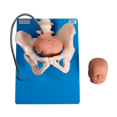 Gynecologic Fixed PVC Female Pelvis Model With Fetus Heads