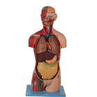 20 Parts Sexless Torso Anatomical Model With Inner Organs
