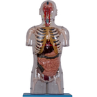 Realistic PVC Paint Human Anatomy Model With Internal Organs