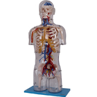 College Training PVC Human Anatomy Model Environmental Friendly
