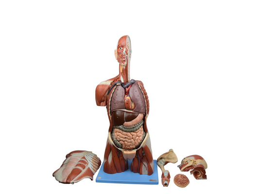 PVC Sexual Exchange Human Anatomy Model OEM For Hospital