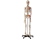 Colleges Anatomical Human Skeleton With Muscles And Ligaments