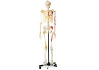 Anatomy Training PVC Paint Skeleton With Muscles And Ligaments