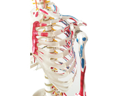 Anatomy Training PVC Paint Skeleton With Muscles And Ligaments