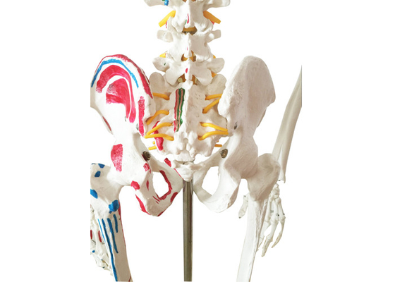 Anatomy Training PVC Paint Skeleton With Muscles And Ligaments