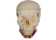 Adult Skull Model With Nerve And Artery For Medical School Training