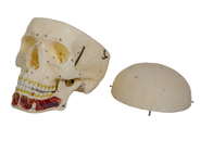Adult Skull Model With Nerve And Artery For Medical School Training