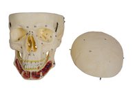 Cranial Sinuses Colored Human Skull Model For Training