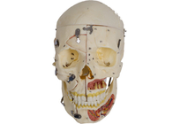 PVC Skin Color Skull Anatomy Model With Nervi Vascularis