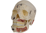 PVC Skin Color Skull Anatomy Model With Nervi Vascularis