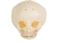 Training Infant Medical Skull Model Skin Color For Colleges
