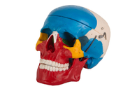 Blue Red Color Painted Plastic Anatomical Skull For Medical School Training