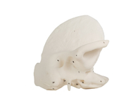 Human Anatomical Temporal Bone Model For Medical School Training