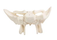 Amplified Anatomical Bone Model For Hospitals Colleges
