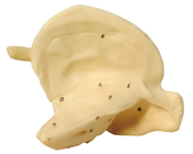 Temporal bone human anatomical model for first aid course training
