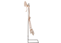Realisctic Arm Parts Collar Bone Human Anatomy Model ISO 45001