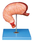 Shows the Longitudinal and Circular Muscle of Stomach Model for Hospitals Teaching