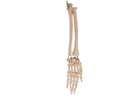 Palm Elbow Joint Anatomy Radial Bone For Medical Training