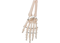 PVC Material Human Hand Bone Model 3D For Medical Training