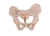 ISO 14001 Female Pelvis Human Anatomical Model With PVC Material