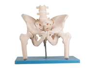 Lumbar Spine Femoral Human Anatomy Model With Stand