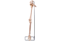 PVC 3D Lower Limb Hip Bone Model For Medical Training