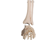ISO PVC Human Anatomy Foot Anatomical Model Fibula Wire Line