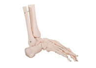 OEM Joint Bone Human Anatomy Model Skin Color PVC