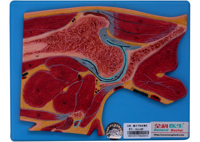Hip Joint Section Human Anatomy Model For College University Training