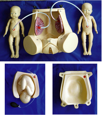 Natural childbirth simulator with fetus placenta for obstetrics skills demonstration