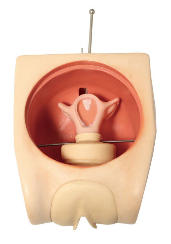 Accurate Anatomical Uterus Gynecologic Simulator Female Contraception Skill Training Model