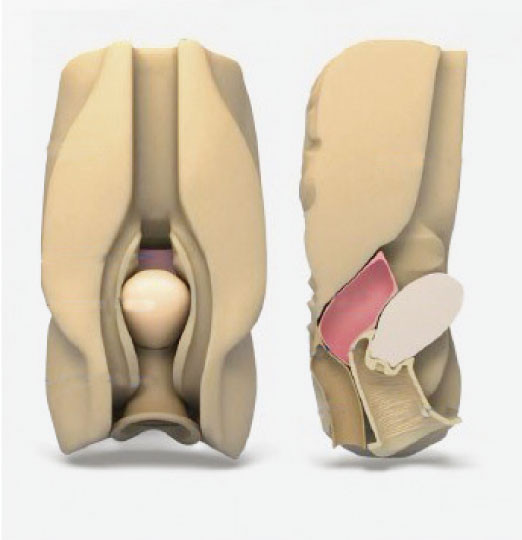 Female abdominal visceral organs vaginal culdocentesis Laparoscopic simulator