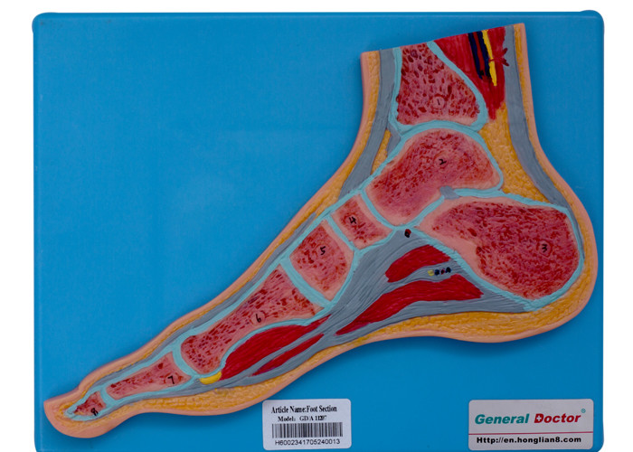 Foot Section Human Anatomy Model With Stand For School Training