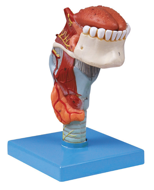 ISo manufactory Human anatomy Model  Larynx with toungue ,teeth human model