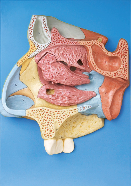 CE approved quality Human anatomy Model Magnified Nasal cavity  with stander