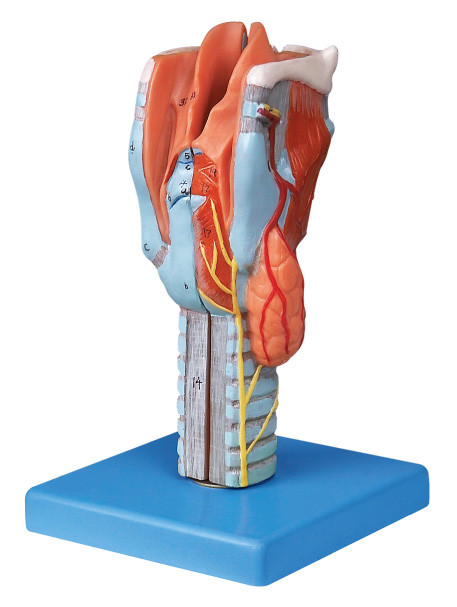 Life size sectioned larynx  Human anatomy Model for colleague training