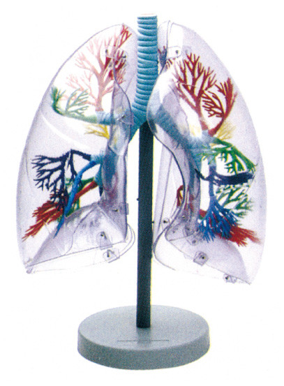 Environmental material Human Anatomy Model transparent lung for school education