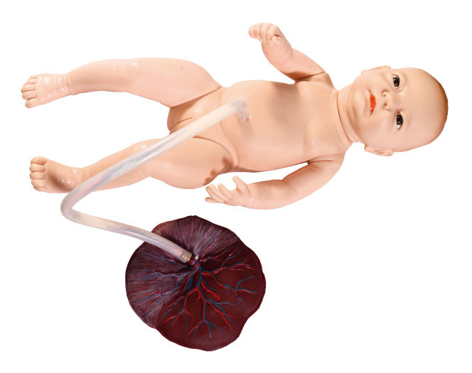 Small Female Neonate with Umbilical Cord nursing simulation training Fetal Model
