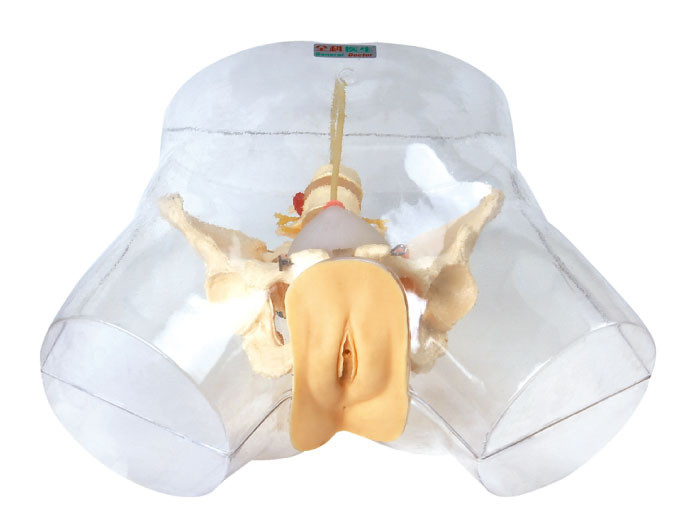 Transparent Nursing Manikin , Female Urethral Catheterization Simulator Medical Model