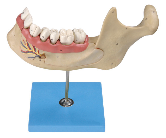 Human Teeth Model , 29 Positions are Displayed of Enlarged Mandibular Permanent Adult Teeth
