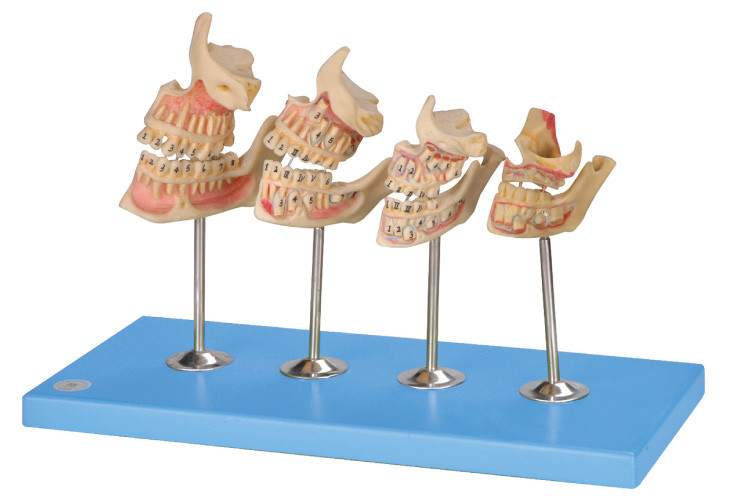 Development Human Teeth Model for Hospitals , Schools , Colleges Training